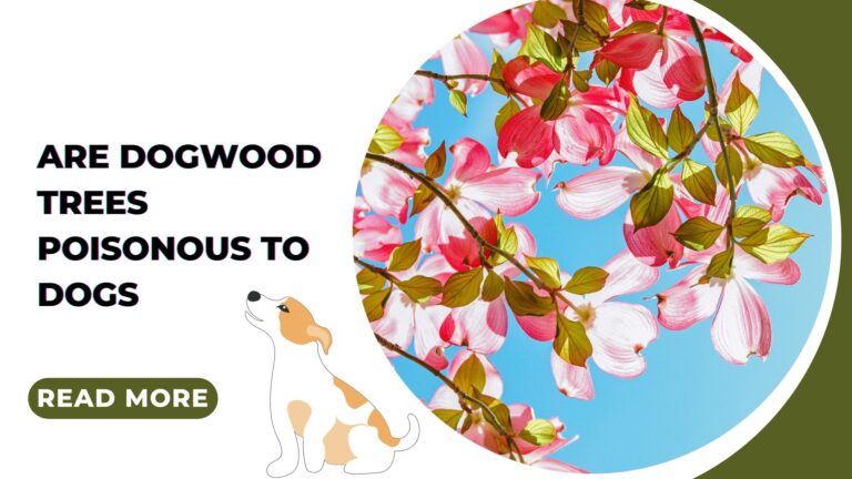Are Dogwood Trees Poisonous to Dogs? Don’t Risk it – Find Out Now