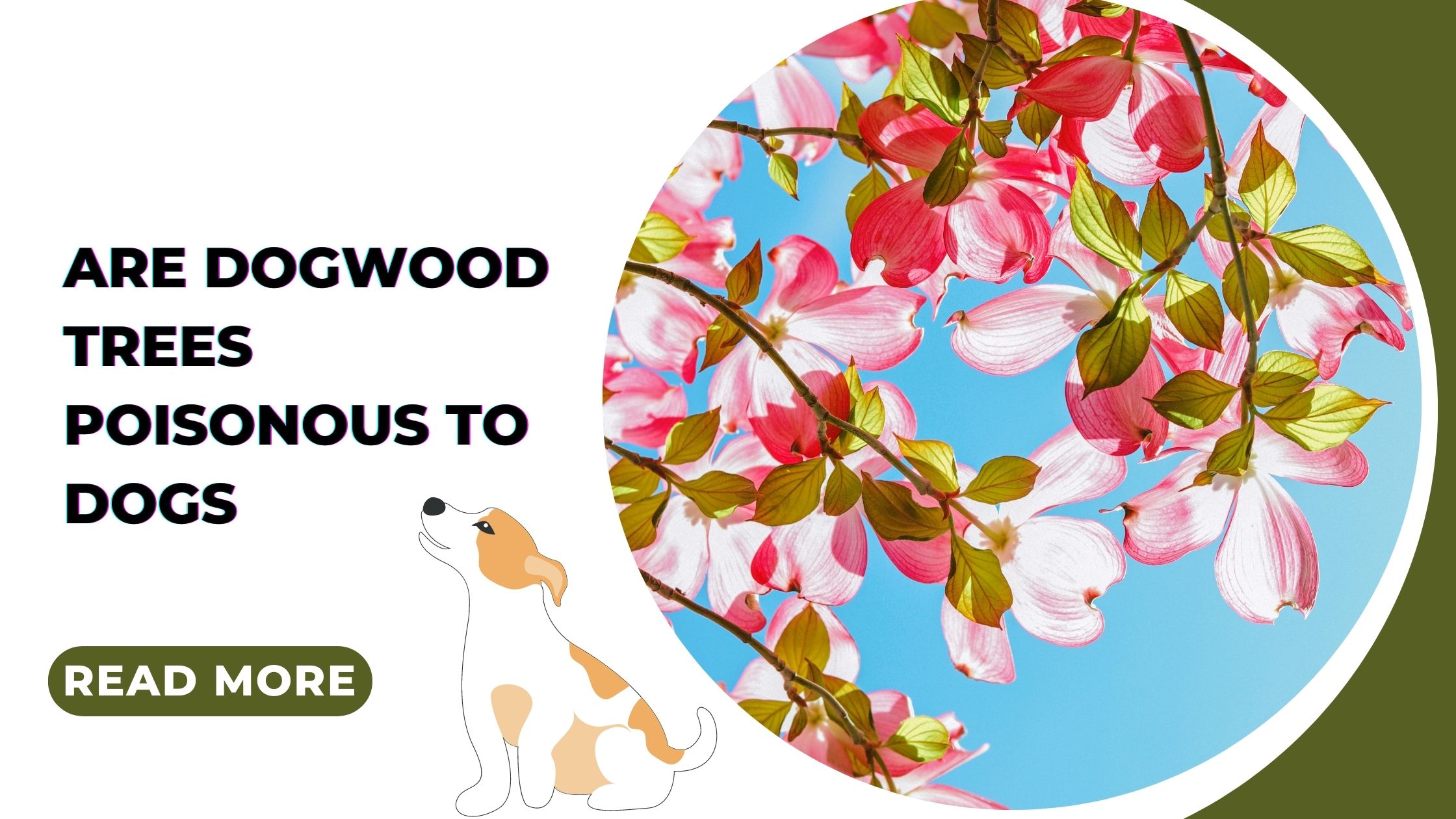 Are Dogwood Trees Poisonous to Dogs
