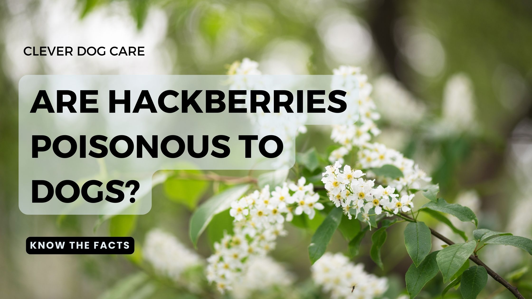 Are Hackberries Poisonous to Dogs