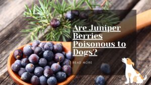 Are Juniper Berries Poisonous to Dogs