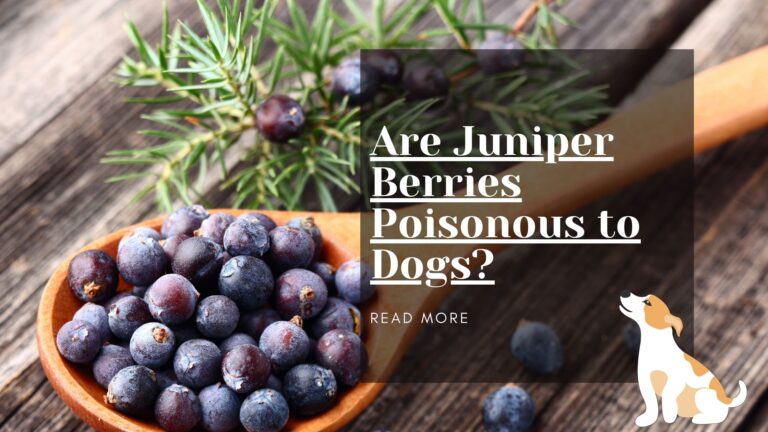 Are Juniper Berries Poisonous to Dogs? What You Need to Know