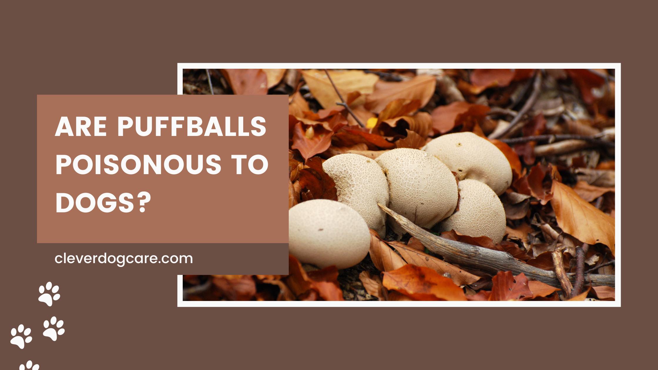 Are puffballs poisonous to dogs
