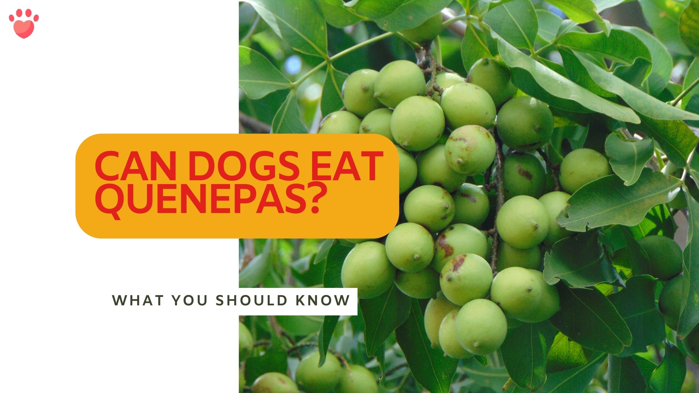 Can dogs eat Quenepas
