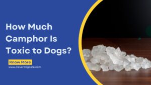 How Much Camphor Is Toxic to Dogs
