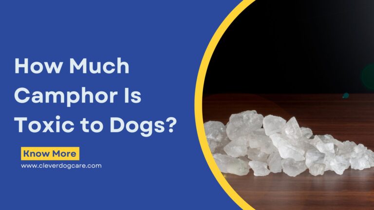 How Much Camphor Is Toxic to Dogs: What You Need to Know