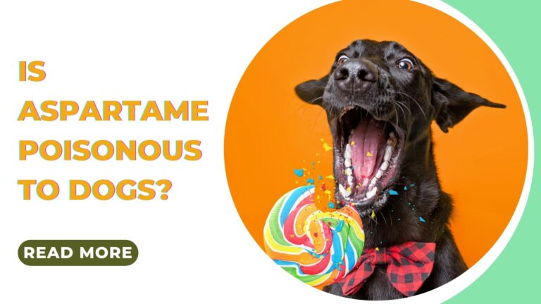 Is Aspartame Poisonous to Dogs? A Vet’s Guide for Pet Owners