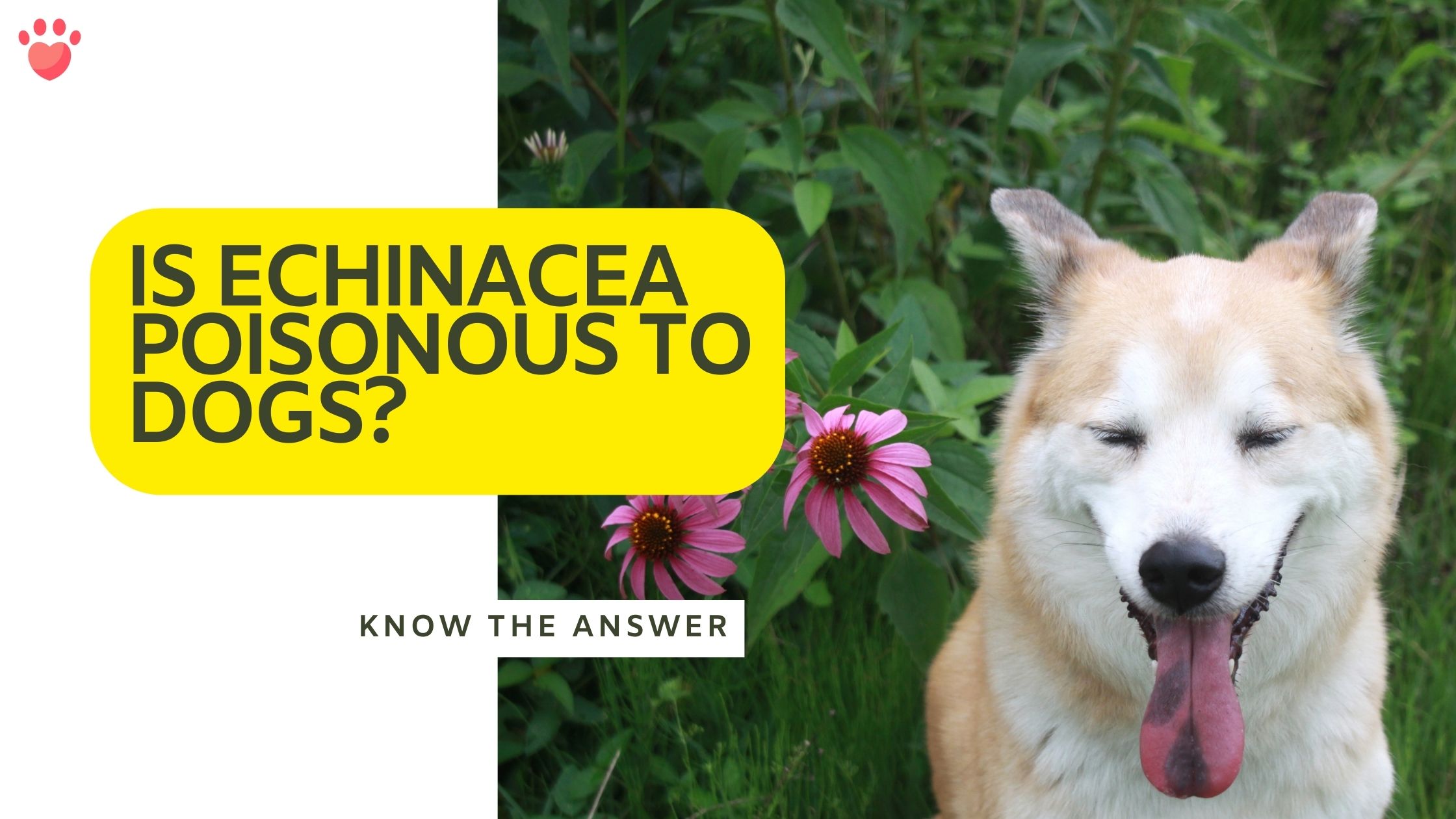 Is Echinacea poisonous to dogs