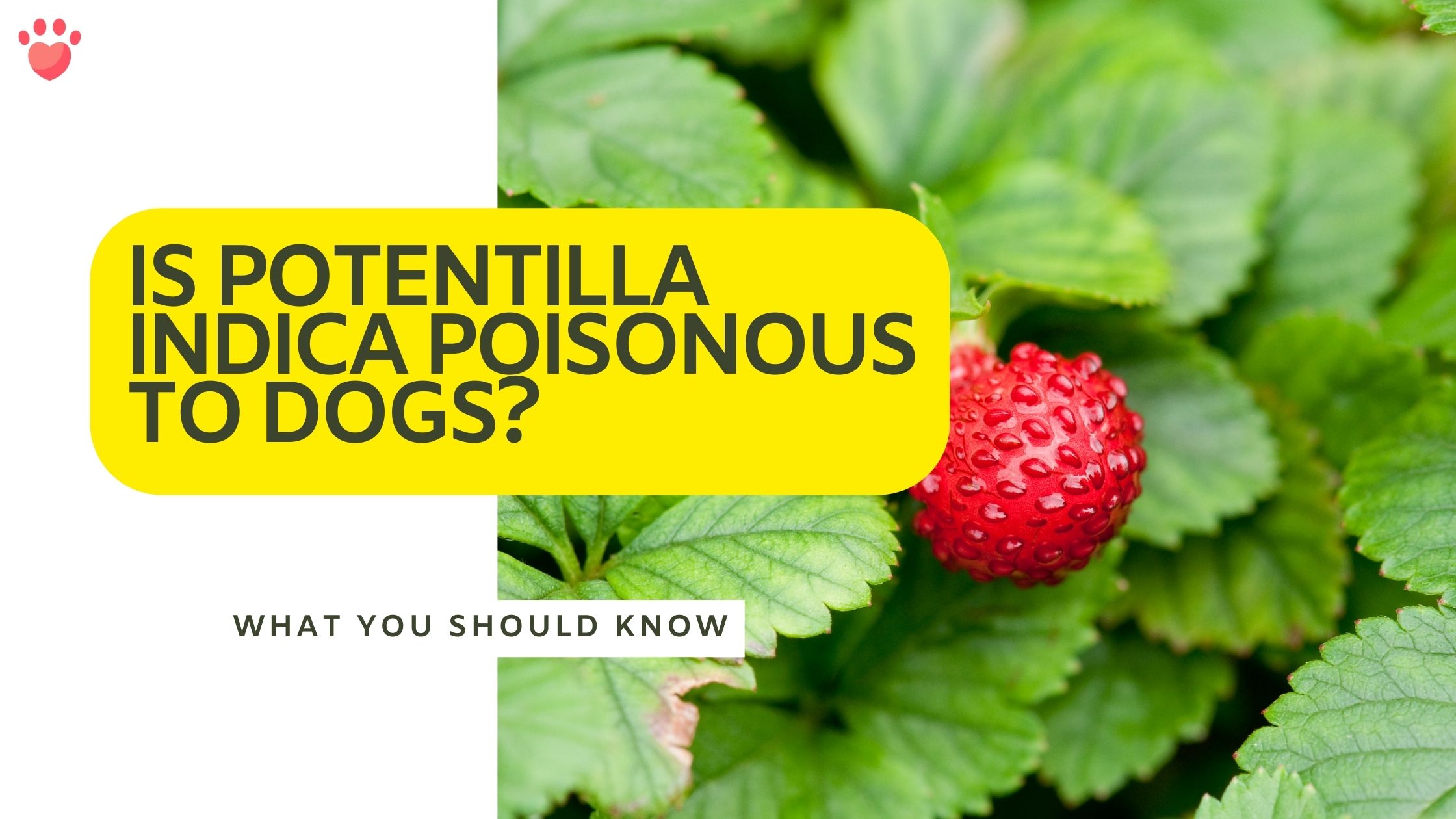 Is Potentilla Indica poisonous to dogs