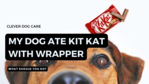 My Dog Ate Kit Kat With Wrapper what should i do