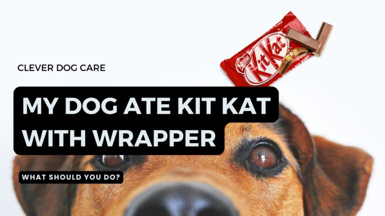 My Dog Ate Kit Kat With Wrapper: What To Do Next?