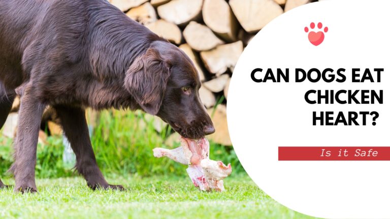 Can Dogs Eat Chicken Heart? A Detailed Study
