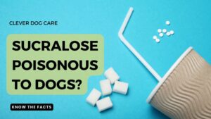 is Sucralose Poisonous to Dogs?