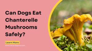 can dogs eat chanterelle mushrooms safely