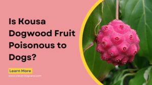 is kousa dogwood fruit poisonous to dogs