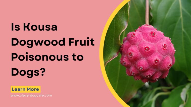 Is Kousa Dogwood Fruit Poisonous to Dogs? What You Need to Know