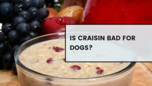 Is Craisin Bad For Dogs