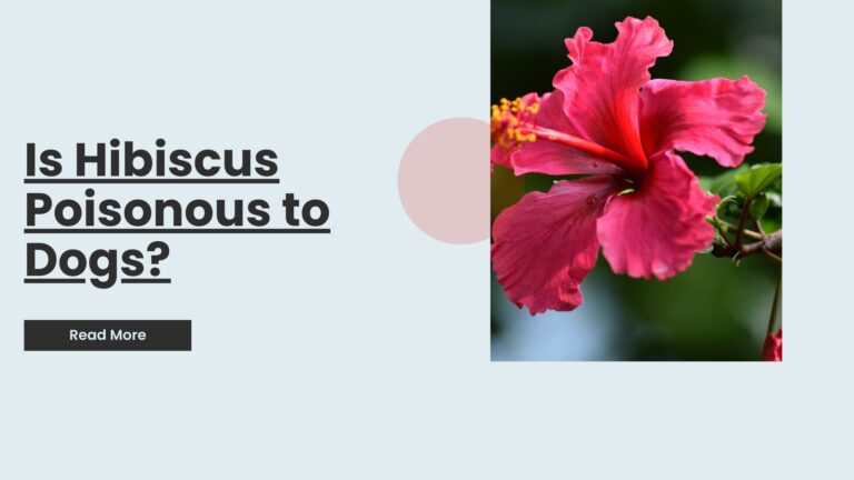 Is Hibiscus Poisonous to Dogs? The Truth Behind the Toxic Plant