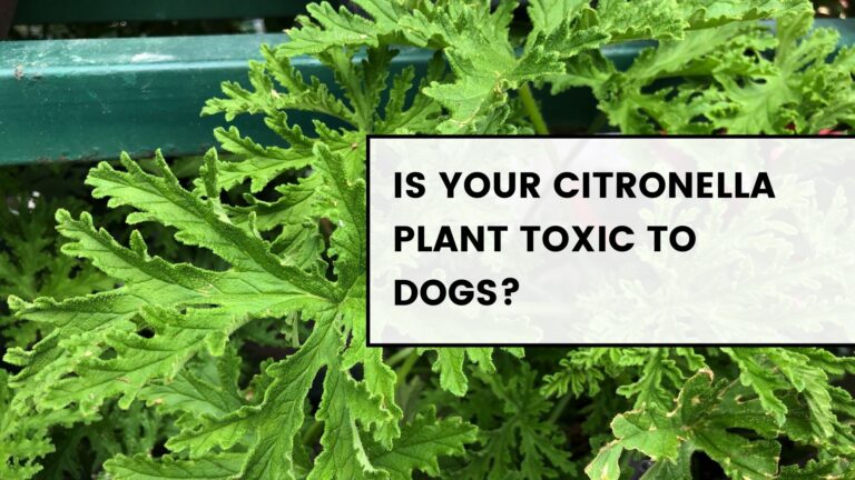 Is Your Citronella Plant Toxic to Dogs? How to Keep Fido Safe
