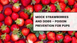 Mock Strawberries and Dogs - Poison Prevention for Pups