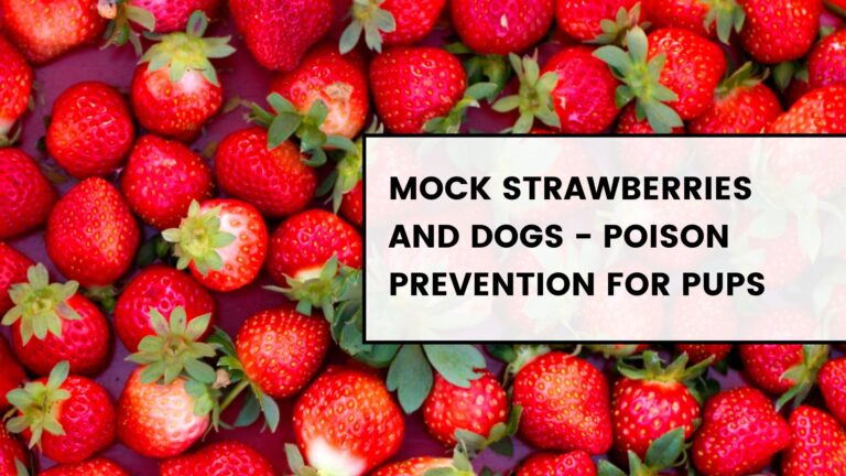 Is it Safe? A Look at Mock Strawberries and Dogs – Poison Prevention for Pups