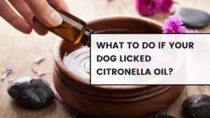 What to Do if Your Dog Licked Citronella Oil