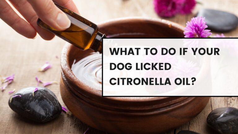What to Do if Your Dog Licked Citronella Oil: Tips for Keeping Pets Safe